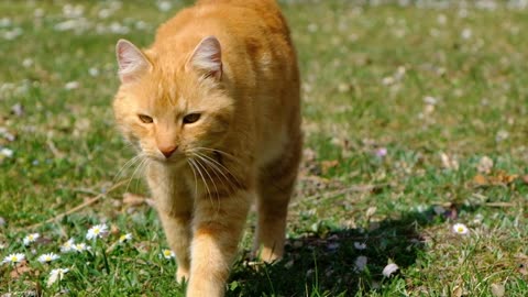 cat-orange-cat-domestic-cat-cute