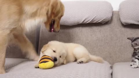 Golden Retriever Protects His Beloved Toy From Puppy 23