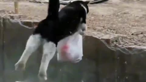 Animal_Funny_Videos