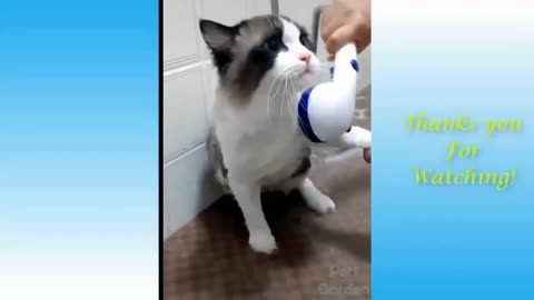 Kitten Enjoying Shower