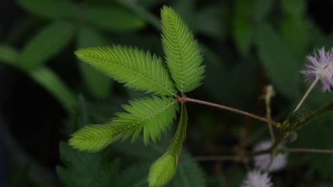 lovely plant