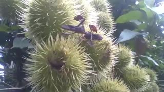 Annatto fruits with 2 stink bugs in the botanical garden [Nature & Animals]