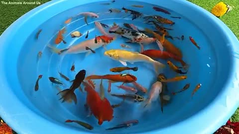 Fish 🐟Betta koi pleco snali carp Fish Goldfish Angelfish Guppy Guppies catfish