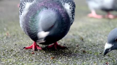Feathered Feasts: Pigeons Dining Delightfully in the Park"