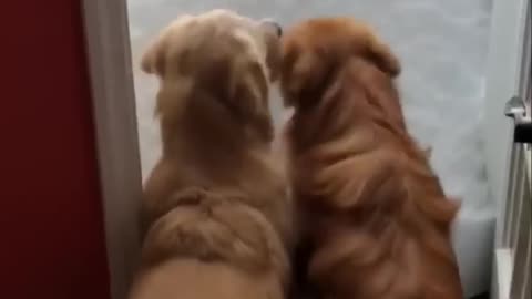 Funny animals - Funny cats - dogs - Funny animal videos 295