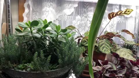 Houseplants!