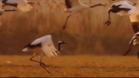 Red-crowned cranes fly over the grass in an African environment