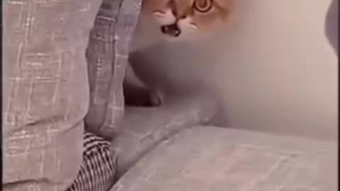 Scared cat