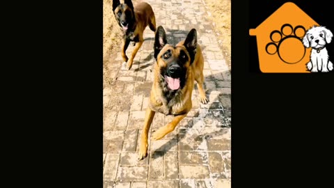 Trained dogs dancing with music