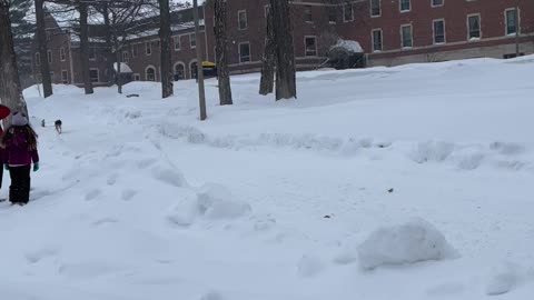 Michigan Tech Sled Dogs