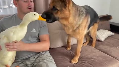 German Shepherd is Shocked to see a Duck for the First Time!