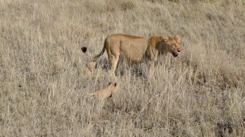 Lion and its baby