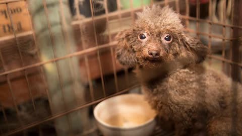 The poor guy spent his whole life in a dark cage // Animal rescue // Dog // Good deeds