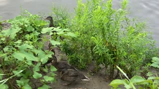 Mother and ducklings 7