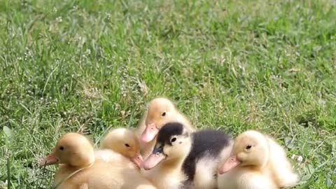 The ducklings sit comfortably and talk to each other