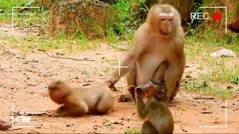 Mom monkey worry about the baby