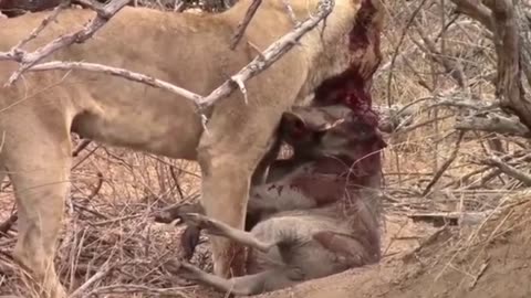 lion pulls wild boar out of den