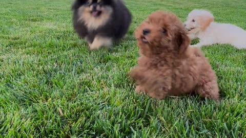 BEAUTIFUL PUPPIES PLAYING FUNNY MOVEMENT