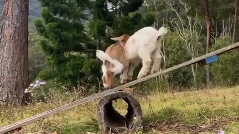 Goats palying 😍😍