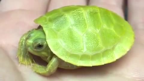 Very rare green turtle
