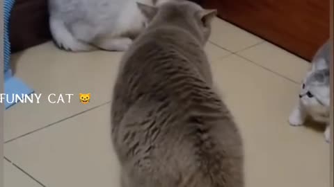 Cat is Funny ll Funny Cat 🐱 video