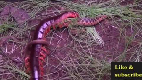 Giant Centipede vs King Cobra Fight