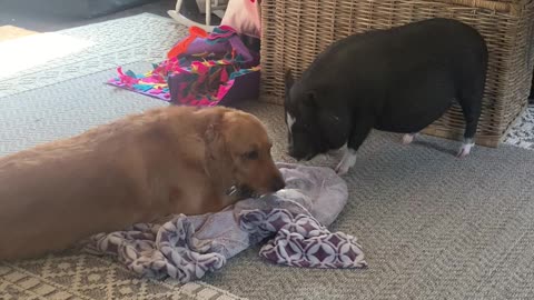 Pig Really Wants to Play with Pup