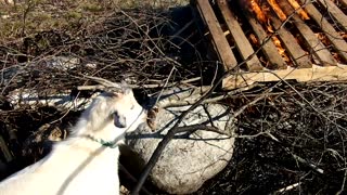 Flock it Farm: Fire fighting goat