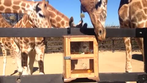 Giraffes attempt to reach hidden treats at Sydney zoo