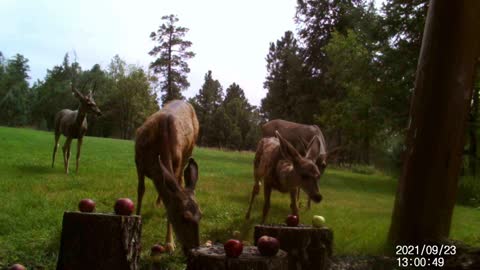 Baby Deer Runs After Eating Apples!