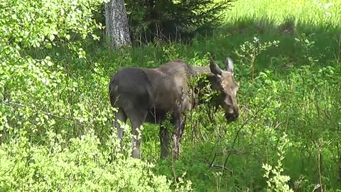 I film a baby moose