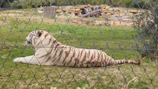 2023-03-07 (2) - tigre rapide - Twitch Triskelina