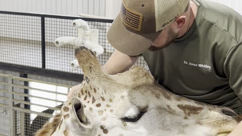 Chiropractor Adjusts Giraffe!!!