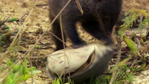 Banded mongoose// amazing animals