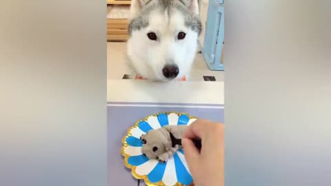 Funny Dog Reaction to Cutting Cake P1 | Super Dog