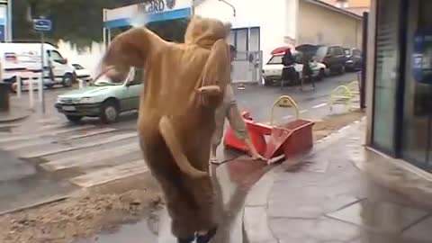 Kangaroo prank Funny