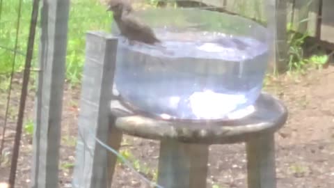 Bird enjoying the home made "pool"