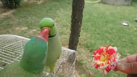 Amazing parrots...Two parrots are eating a flower 🌹