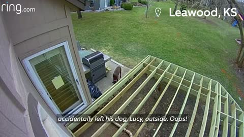 Little Girl Crosses Paths With A Bobcat & Dad forgets Dog is also Outside 😱🥺