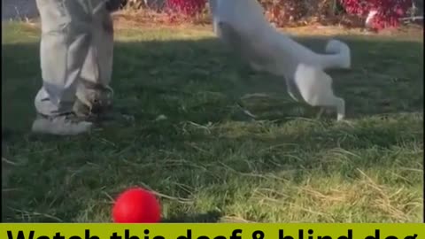 This deaf & blind dog is AMAZING!