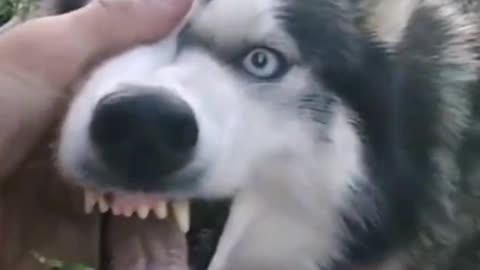 This dog wants to awaken its blood