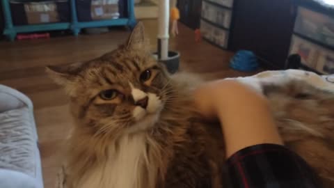 Charlotte loves belly scritches (Short)