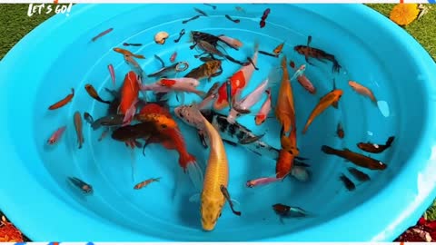 cute ornamental fish