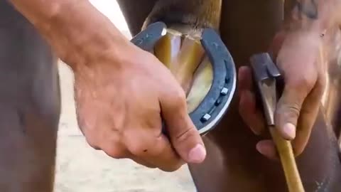 Horse Hoof Restoration is Oddly Satisfying ...