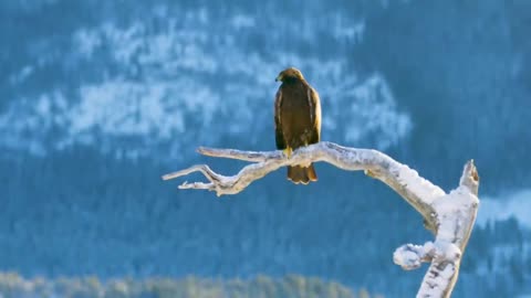 The Golden Eagle Spreading Its Wings