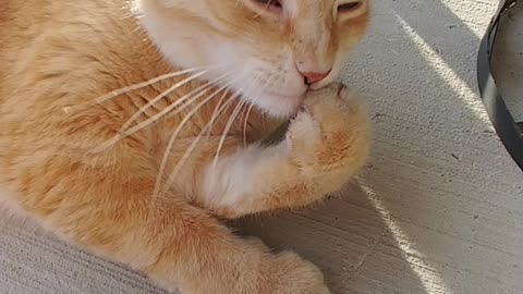 Gary the Cat Chews His Nails