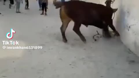 Annoyed 🐂 bull