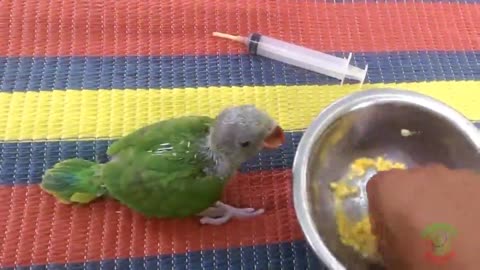Growing Indian Ringneck Babies | Ringneck Parrot Growth Stages