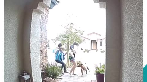 A woman dog and her aggressive dog fight