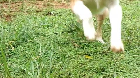 My crazy dog | My dog's play time with coconut husk| funny dogs